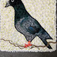 Pigeon tribute 