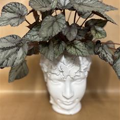 Planted head arrangement 