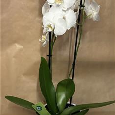 White Phalenopsis Orchid 