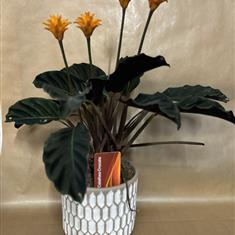 Calathea potted plant 