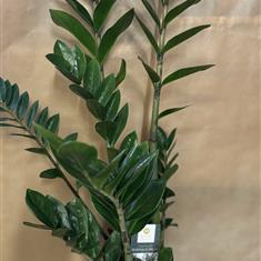 Emerald palm 