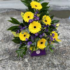 Gorgeous Gerberas - Yellow 