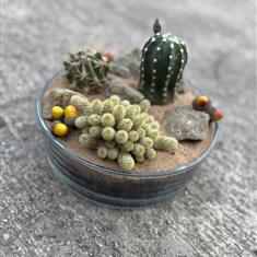 Desert Dreams Cactus Bowl
