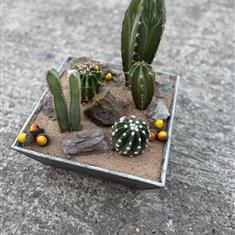 Modern Cactus Garden Collection