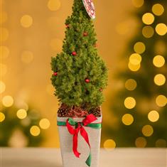 Outdoor mini Christmas tree in festive planter 