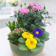 Spring sunshine planted basket 