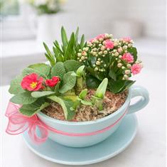 Teacup arrangement 