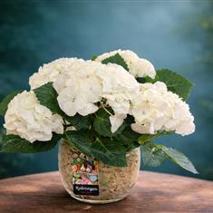 Elegant hydrangea planted design 