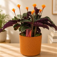 Calathea crocata 