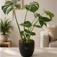 Monstera 