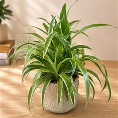 Spider plant 